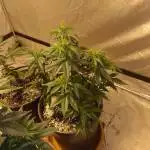 Primo ciclo indoor