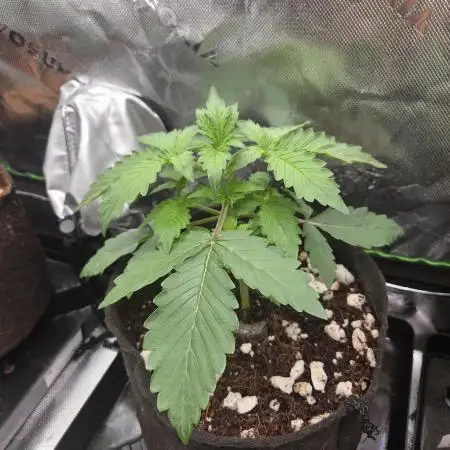 Grow #1