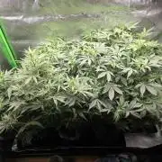 Grow #1