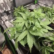 Grow #1