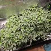 Grow #1