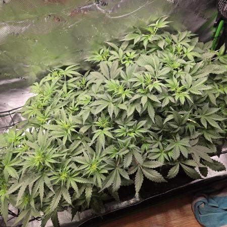 Grow #1