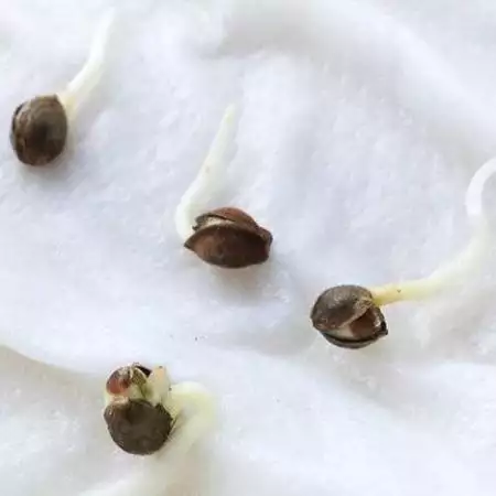 SoFem Goosberry Seed to Flower