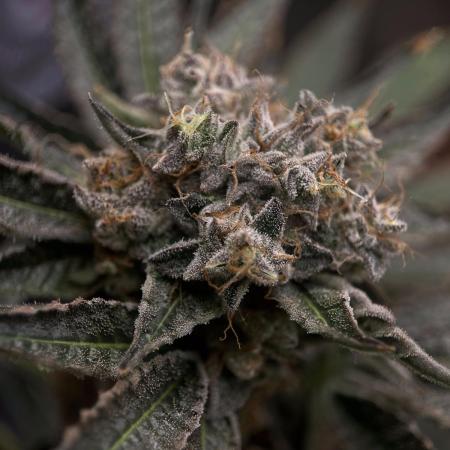 King's Juice Lemon Orange GHE (Autopot System)