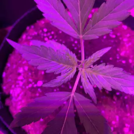 Stardawg 