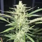 Purple punch and Peanut Butter Breathe
