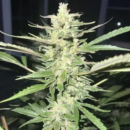 Purple punch and Peanut Butter Breathe