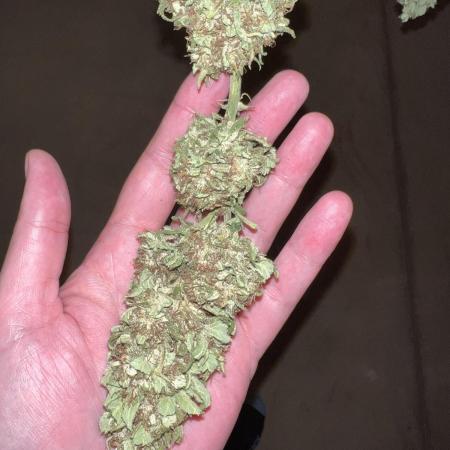 Purple punch and Peanut Butter Breathe