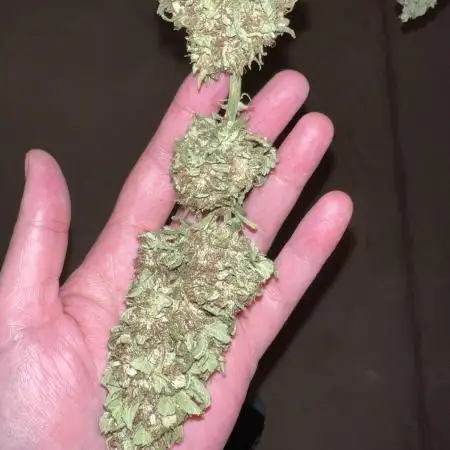 Purple punch and Peanut Butter Breathe