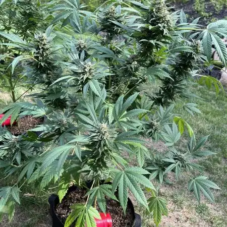 Purple punch and Peanut Butter Breathe