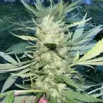 Purple punch and Peanut Butter Breathe
