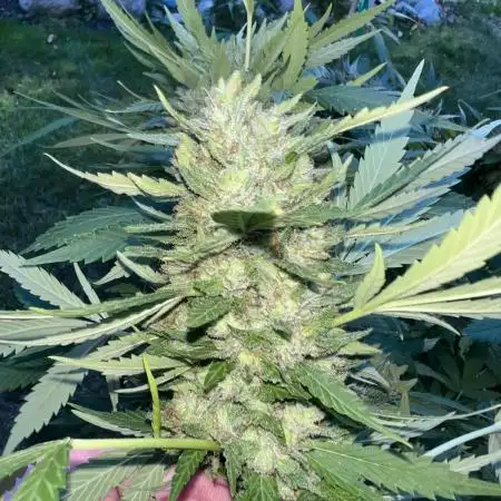 Purple punch and Peanut Butter Breathe
