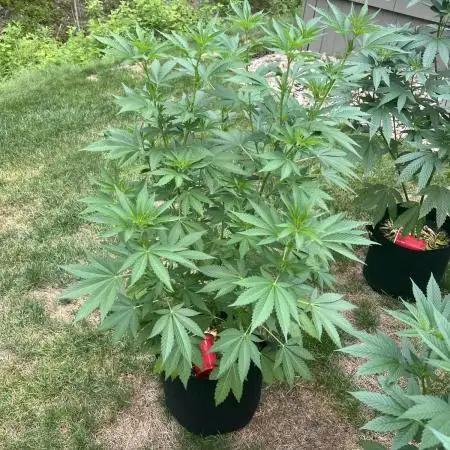 Purple punch and Peanut Butter Breathe