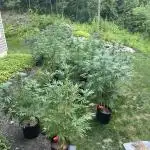 Purple punch and Peanut Butter Breathe
