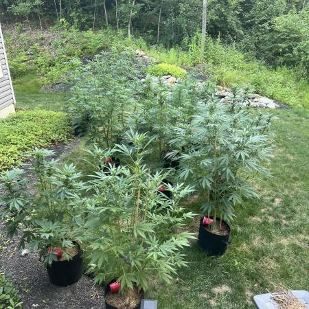 Purple punch and Peanut Butter Breathe