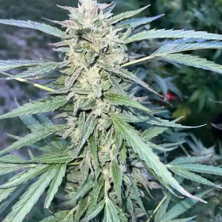 Purple punch and Peanut Butter Breathe