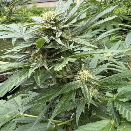 Purple punch and Peanut Butter Breathe