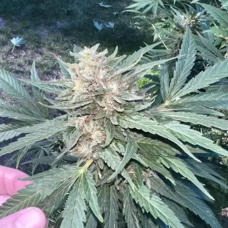 Purple punch and Peanut Butter Breathe