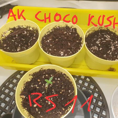AK CHOCO KUSH / RS 11