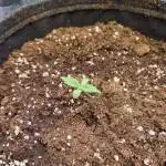 first grow