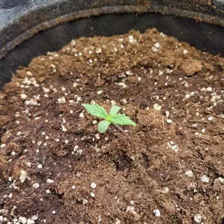 first grow
