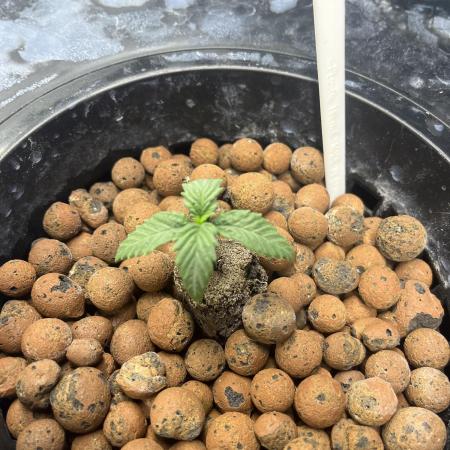 Fairy Cake - Mephisto