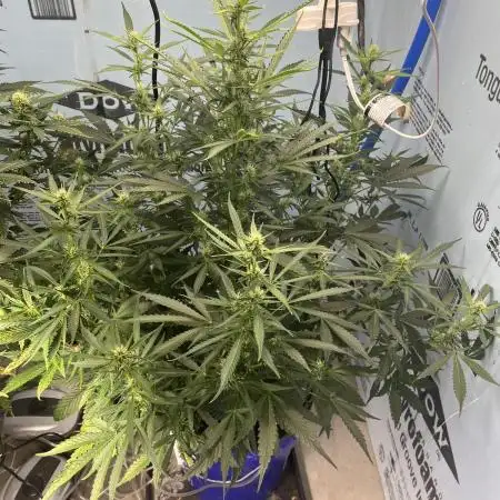 Northern Cheese Haze