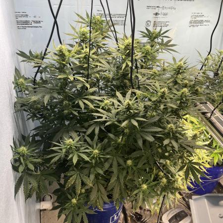 Seedstockers - Gelato 41 Auto