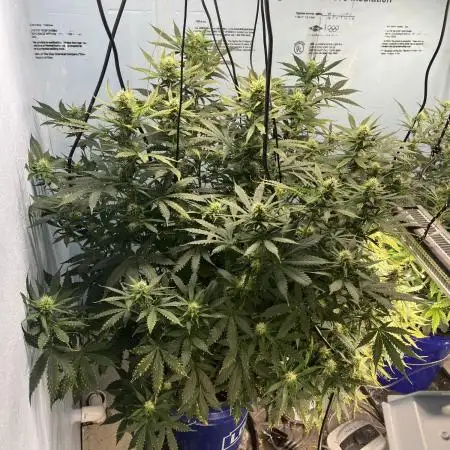 Seedstockers - Gelato 41 Auto
