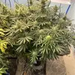 BCN Critical XXL Auto - Seedstockers