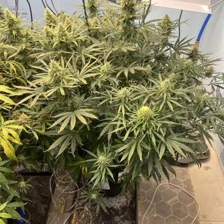 BCN Critical XXL Auto - Seedstockers