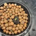 Sherbet Auto - Seedstockers