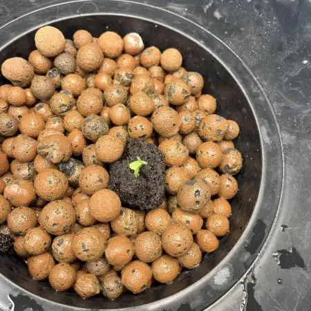 Sherbet Auto - Seedstockers