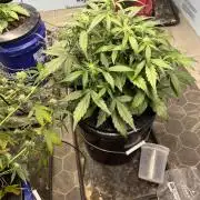 Fairy Cake - Mephisto