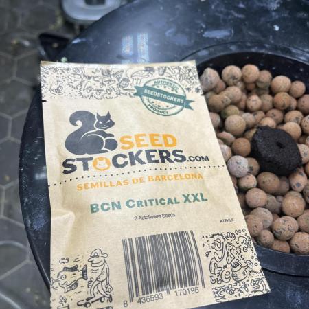 BCN Critical XXL Auto - SeedStockers