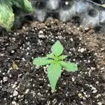 Amnesia Auto Seedstockers