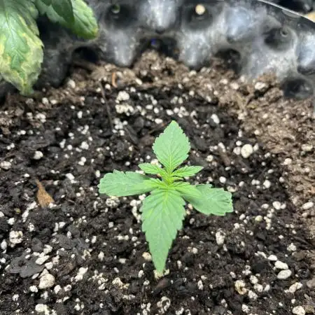 Amnesia Auto Seedstockers