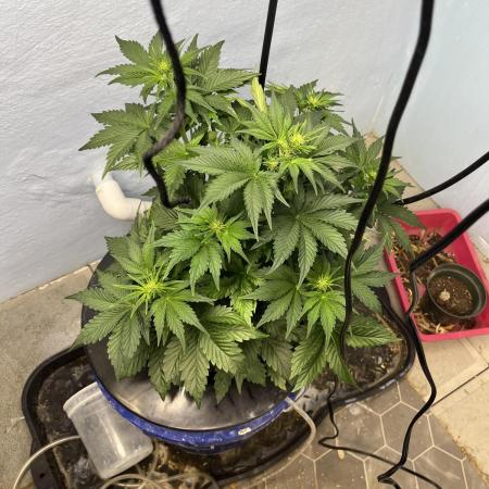 Crème-tasmo Mephisto Genetics