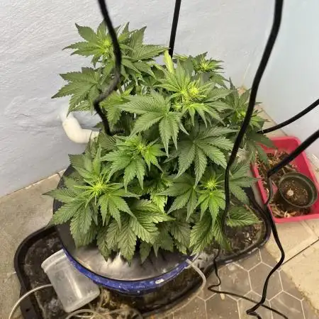 Crème-tasmo Mephisto Genetics