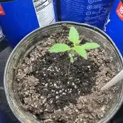 Apollo Black Cherry Photo - Seedstockers