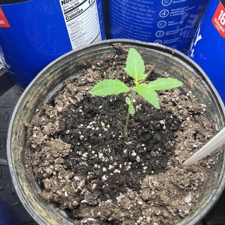 Apollo Black Cherry Photo - Seedstockers