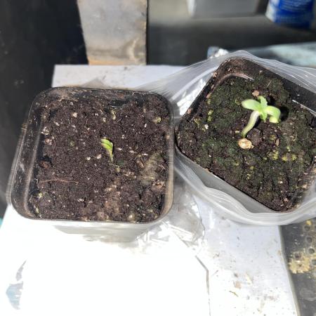 My first intentional breeding project