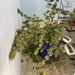 Crème-tasmo Mephisto Genetics