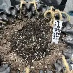 BCN Critical XXL Fem - Seedstockers