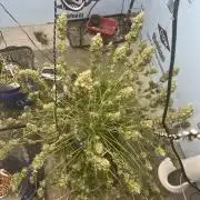 BCN Critical XXL Auto - Seedstockers