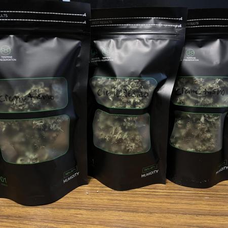 Crème-tasmo Mephisto Genetics