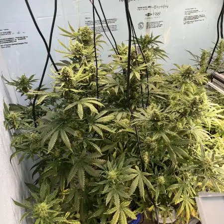 Seedstockers - Gelato 41 Auto