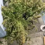 Seedstockers Bruce Banner Auto