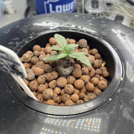 Seedstockers Bruce Banner Auto