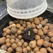 Fairy Cake - Mephisto